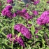Buddleia davidii 'Royal Red' - Nyáriorgona