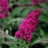 Buddleia davidii 'Royal Red' - Nyáriorgona