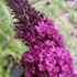 Buddleia davidii 'Royal Red' - Nyáriorgona