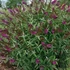 Buddleia davidii 'Royal Red' - Nyáriorgona