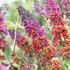 Buddleia x weyeriana 'Flower Power' - Nyáriorgona
