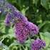 Buddleia x weyeriana 'Flower Power' - Nyáriorgona
