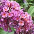 Buddleia x weyeriana 'Flower Power' - Nyáriorgona