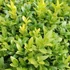 Buxus sempervirens - Örökzöld puszpáng