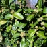 Buxus sempervirens - Örökzöld puszpáng