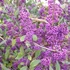 Callicarpa bodinieri 'Profusion' - Kínai lilabogyó