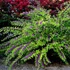 Callicarpa dichotoma 'Issai' - Kínai lilabogyó