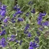 Caryopteris clandonensis 'Kew Blue' – Angol kékszakáll