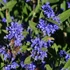 Caryopteris clandonensis 'Kew Blue' – Angol kékszakáll