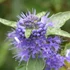 Caryopteris clandonensis 'Kew Blue' – Angol kékszakáll