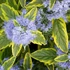 Caryopteris clandonensis 'Summer Sorbet' – Angol kékszakáll