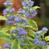 Caryopteris clandonensis 'Summer Sorbet' – Angol kékszakáll