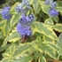 Caryopteris clandonensis 'Summer Sorbet' – Angol kékszakáll