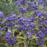 Caryopteris clandonensis 'Grand Bleu' - Angol kékszakáll