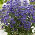 Caryopteris clandonensis 'Grand Bleu' - Angol kékszakáll
