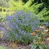 Caryopteris clandonensis 'Grand Bleu' - Angol kékszakáll