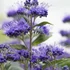 Caryopteris clandonensis 'Grand Bleu' - Angol kékszakáll