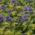 Caryopteris clandonensis 'Hint of Gold' - Angol kékszakáll