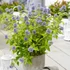 Caryopteris clandonensis 'Hint of Gold' - Angol kékszakáll