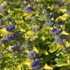 Caryopteris clandonensis 'Hint of Gold' - Angol kékszakáll