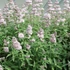 Caryopteris clandonensis 'Stephi'® - Angol kékszakáll