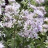 Caryopteris clandonensis 'Stephi'® - Angol kékszakáll