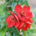 Chaenomeles x superba 'Crimson and Gold' – Japánbirs