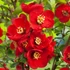 Chaenomeles x superba 'Crimson and Gold' – Japánbirs