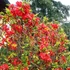 Chaenomeles x superba 'Crimson and Gold' – Japánbirs
