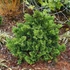 Chamaecyparis obtusa 'Nana Gracilis' – Hinoki álciprus, törpe japán hamisciprus