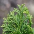Chamaecyparis obtusa 'Nana Gracilis' – Hinoki álciprus, törpe japán hamisciprus