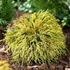 Chamaecyparis pisifera 'Sungold' – Szavára hamisciprus