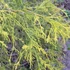 Chamaecyparis pisifera 'Sungold' – Szavára hamisciprus