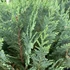 Chamaecyparis lawsoniana 'Columnaris' - Oregoni hamisciprus