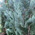 Chamaecyparis lawsoniana 'Columnaris' - Oregoni hamisciprus