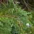 Chamaecyparis lawsoniana 'Ellwoodii' - Ezüstös oregoni hamisciprus