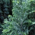 Chamaecyparis lawsoniana 'Ellwoodii' - Ezüstös oregoni hamisciprus