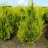 Chamaecyparis lawsoniana 'Ivonne' ('Yvonne') - Oregoni hamisciprus