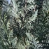 Chamaecyparis lawsoniana 'Van Pelt's Blue' - Kék oregoni hamisciprus