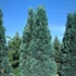Chamaecyparis lawsoniana 'Van Pelt's Blue' - Kék oregoni hamisciprus