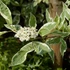 Cornus alba 'Elegantissima' - Fehér som