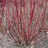 Cornus alba 'Elegantissima' - Fehér som