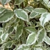 Cornus alba 'Elegantissima' - Fehér som