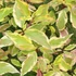 Cornus alba 'Gouchaultii' - Fehér som