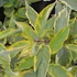 Cornus alba 'Gouchaultii' - Fehér som