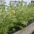 Cornus alba 'Gouchaultii' - Fehér som
