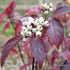 Cornus alba 'Kesselringii' - Fehér som