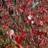 Cornus alba 'Kesselringii' - Fehér som