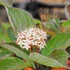 Cornus alba 'Kesselringii' - Fehér som