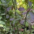 Cornus alba 'Kesselringii' - Fehér som